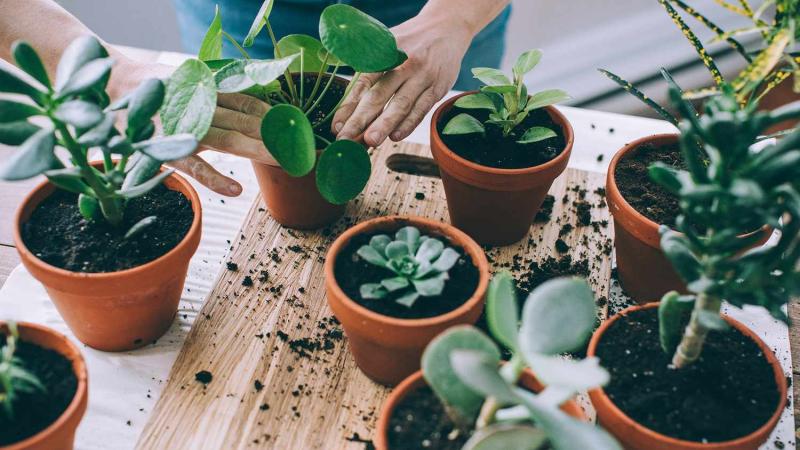 Horticulture